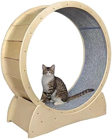 Cat Running Wheel