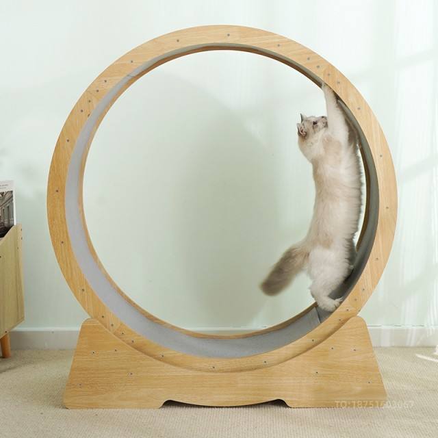 Cat Running Wheel