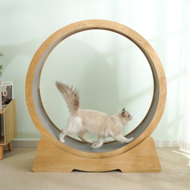 Cat Running Wheel