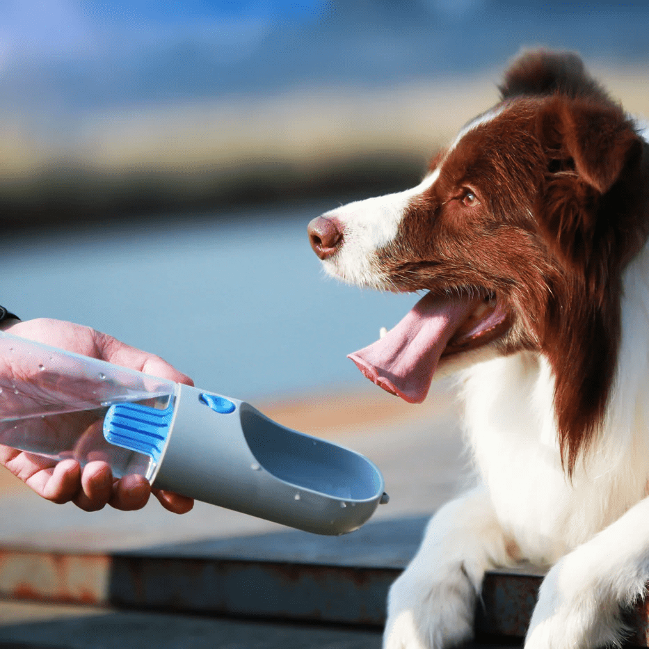 Portable Pet Filtered Water Bottle